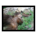 Orangutan posters by saramacqueen Orangutan posters