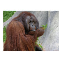 Orangutan posters