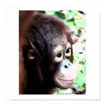 Orangutan Poster: The Original Tree Huggers posters by Rebecca_Reeder Orangutan Poster: The Original Tree Huggers posters