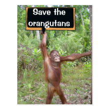 Orangutan Protest Sign Postcard