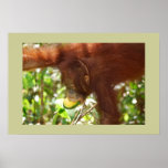 Orangutan Rainforest Picnics Posters