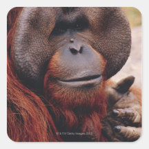 Orangutan Square Stickers