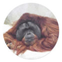 Orangutan stickers