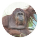 Orangutan Stickers