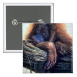 Orangutan study pins