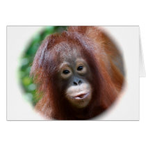 Orangutan Toddler cards