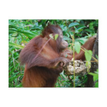 Orangutan Treasure postcards by Rebecca_Reeder Orangutan Treasure postcards