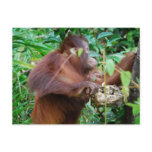 Orangutan Treasure Post Card