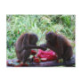 Orangutan Watermelon PIcnic Postcard