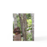 Orangutan wildlife note cards