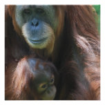 Orangutan with Baby Invitations