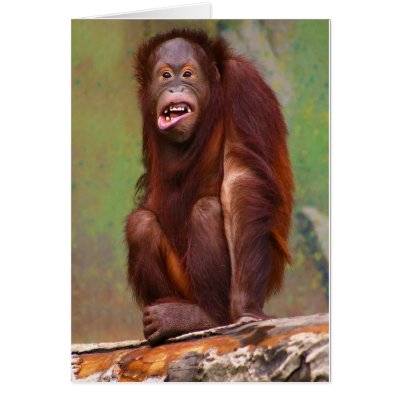 orangutang_pongo_pygmaeus_looking_stupid