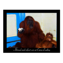 Orangutans at Camp Leakey Post Card