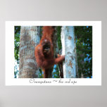 Orangutans  ~  the red ape posters