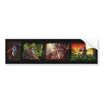 ORANGUTANS Wildlfe Primate Set of Multistickers Bumper Stickers