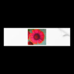 Orangy-pinky daisy bumper stickers