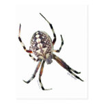 Orb Spider Post Card