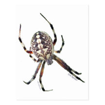 Orb Spider Post Card