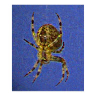 Orb Spider Poster print