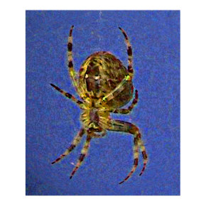 Orb Spider Poster print