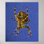Orb Spider Poster