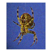 Orb Spider Poster