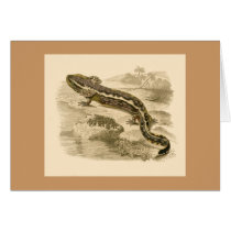 Orbigny - Salamander - Menobranchus lateralis cards