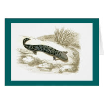 Orbigny - Salamander - Menopoma alleghnensis cards