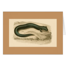 Orbigny - Salamander - Siren lacertina cards