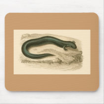 Orbigny - Salamander - Siren lacertina Mouse Pads