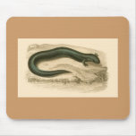 Orbigny - Salamander - Siren lacertina Mouse Pads