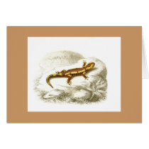 Orbigny - Spotted Salamander - Salamandra maculosa cards