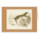 Orbigny - Thick-Tailed Skink - Gongylus occelatus cards by LisasLair Orbigny - Thick-Tailed Skink - Gongylus occelatus cards