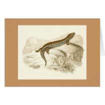 Orbigny - Thick-Tailed Skink - Gongylus occelatus cards