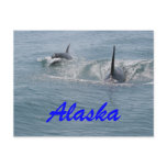 Orca and calf, Alaska Post Card
