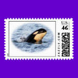 Orca Baby Pastel stamps