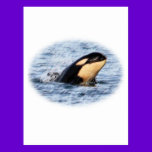 Orca Baby Spy Hop In Pastel postcards