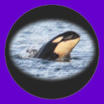 Orca Baby Spy Hop In Pastel stickers