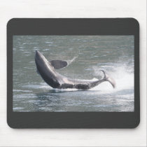Orca breaching in Alaska Mousepad