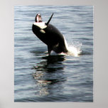 Orca breaching in Puget Sound posters