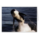 Orca cards by JudyKay7 Orca cards