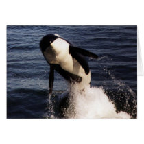 Orca cards by JudyKay7 Orca cards