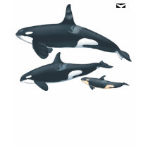 Orca Family T-Shirt