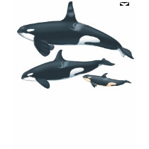 Orca Family T-shirt with scientific name