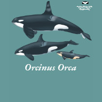 Orca Family T-shirt with scientific name by acspugetsound Orca Family T-shirt with scientific name