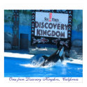 Orca from Discovery Kingdom, California posters by devik2004 Orca from Discovery Kingdom, California posters