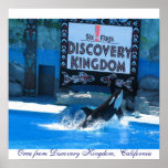 Orca from Discovery Kingdom,  California Print
