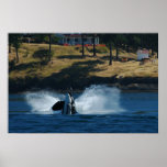 Orca In the San Juan islands posters