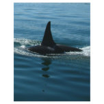 Orca Killer Whale flyers