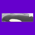 Orca Killer Whale Head - Oval bumper stickers